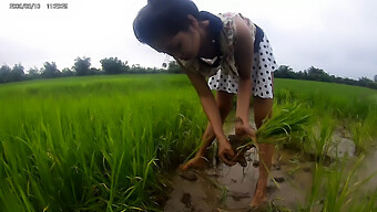 Garota Asiática Desfruta De Sexo Público Em Campos De Arroz.