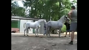 Групповой Анальный Секс С Большим Членом И Кремпаем.